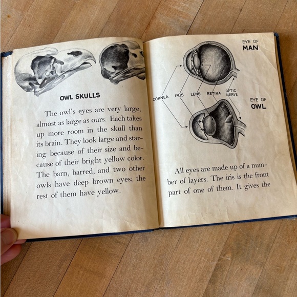 Vintage 60’s Owl Book - Picture 6 of 13